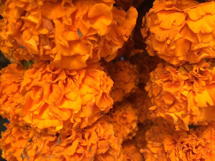 Genda phool